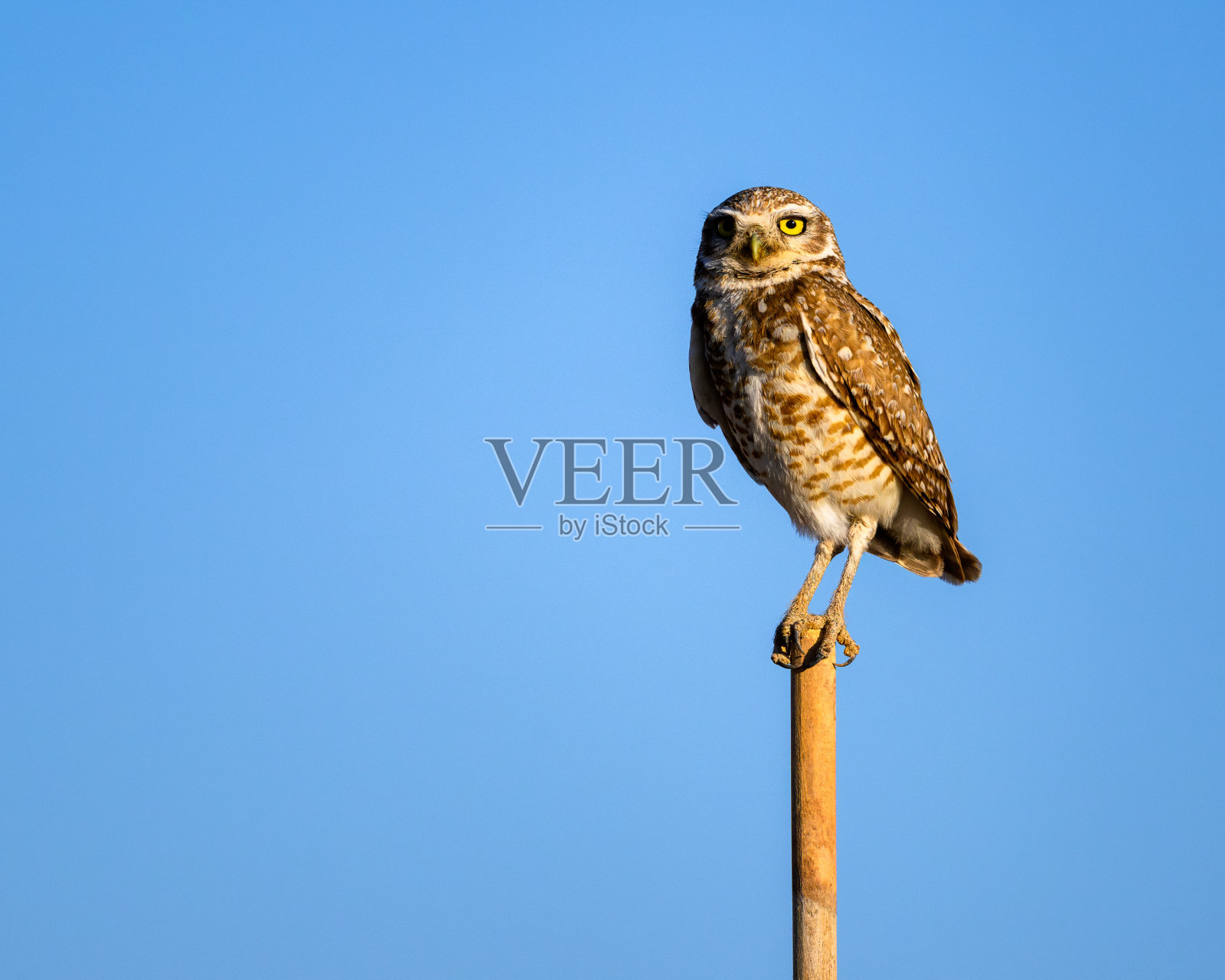 穴居猫头鹰照片摄影图片