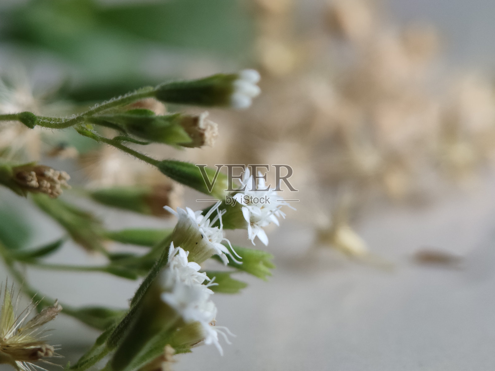 甜菊花-草本植物照片摄影图片