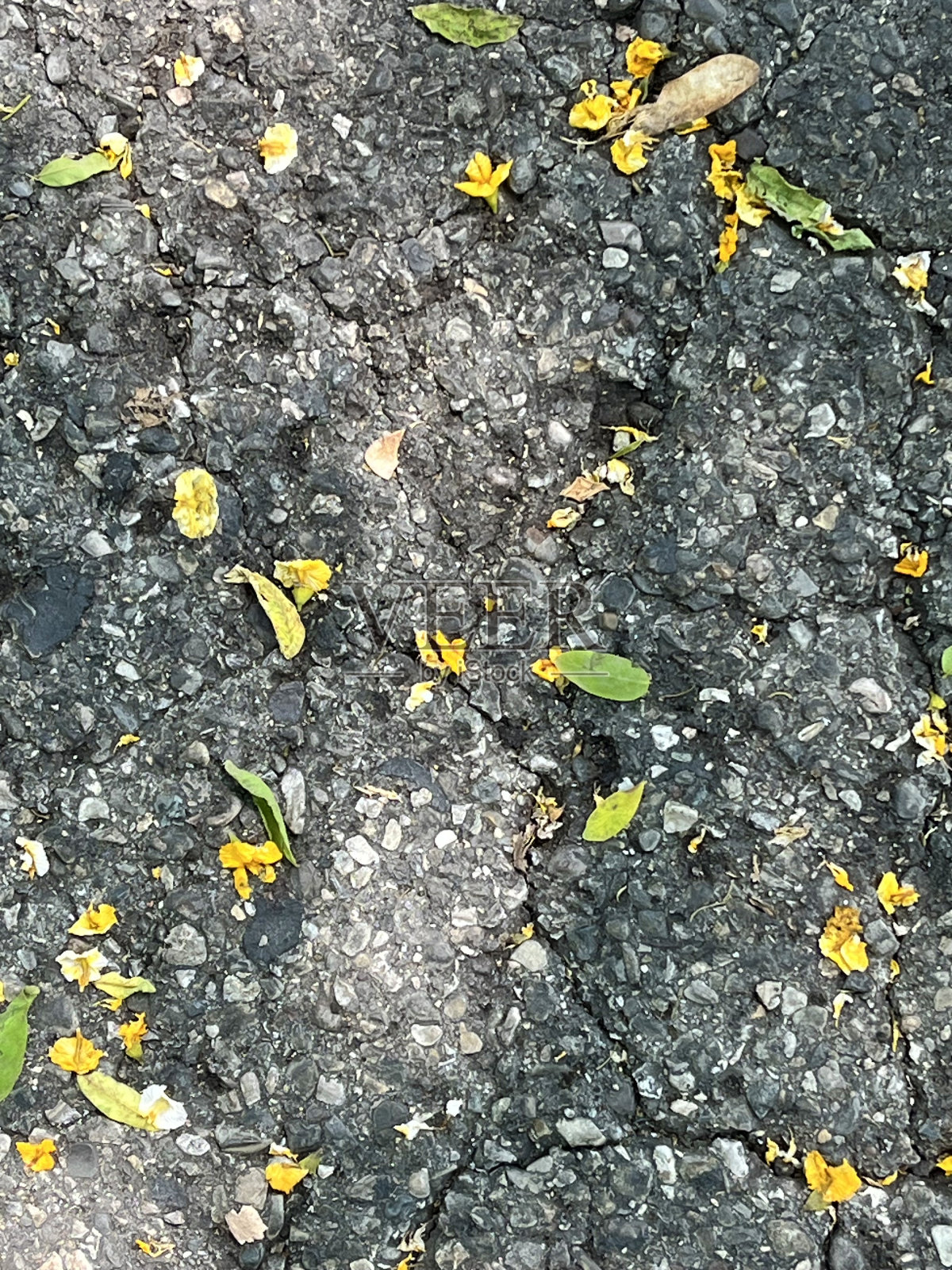 叶子和花瓣在上面照片摄影图片