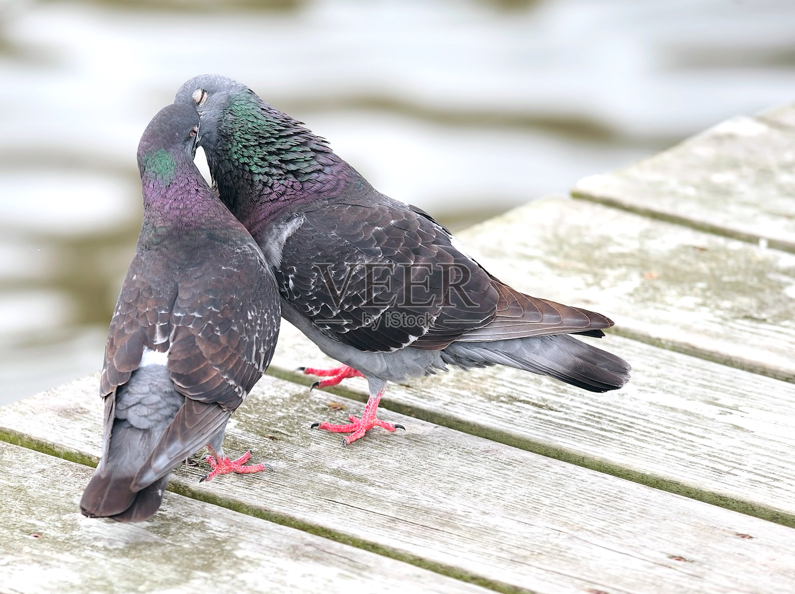 码头上的鸽子照片摄影图片