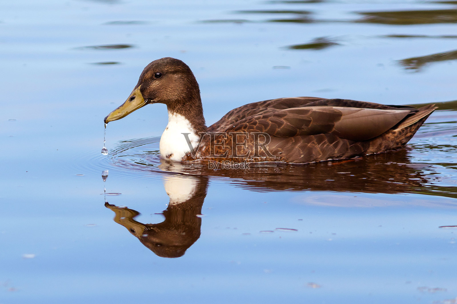 一只可爱的棕色野鸭在平静的河水中游泳照片摄影图片