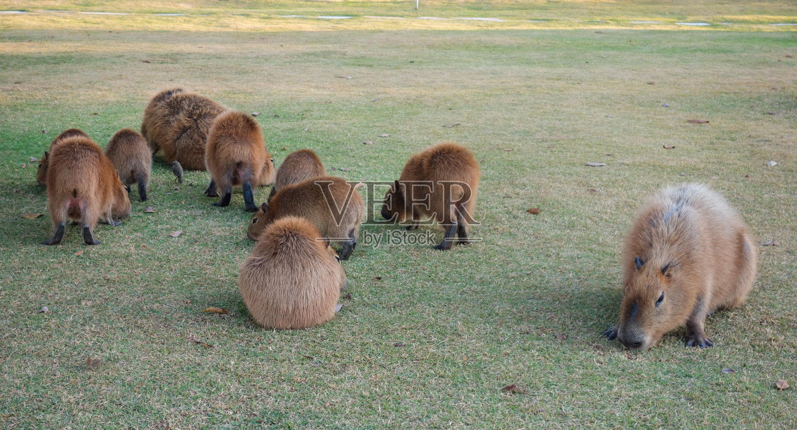 巴西巴西利亚的公寓区，一大群水豚正在进食照片摄影图片