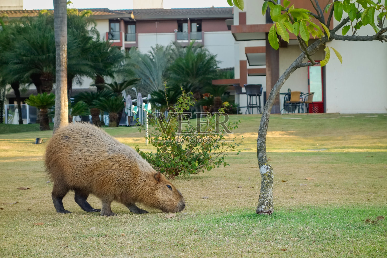 巴西巴西利亚公寓区成年水豚进食照片摄影图片