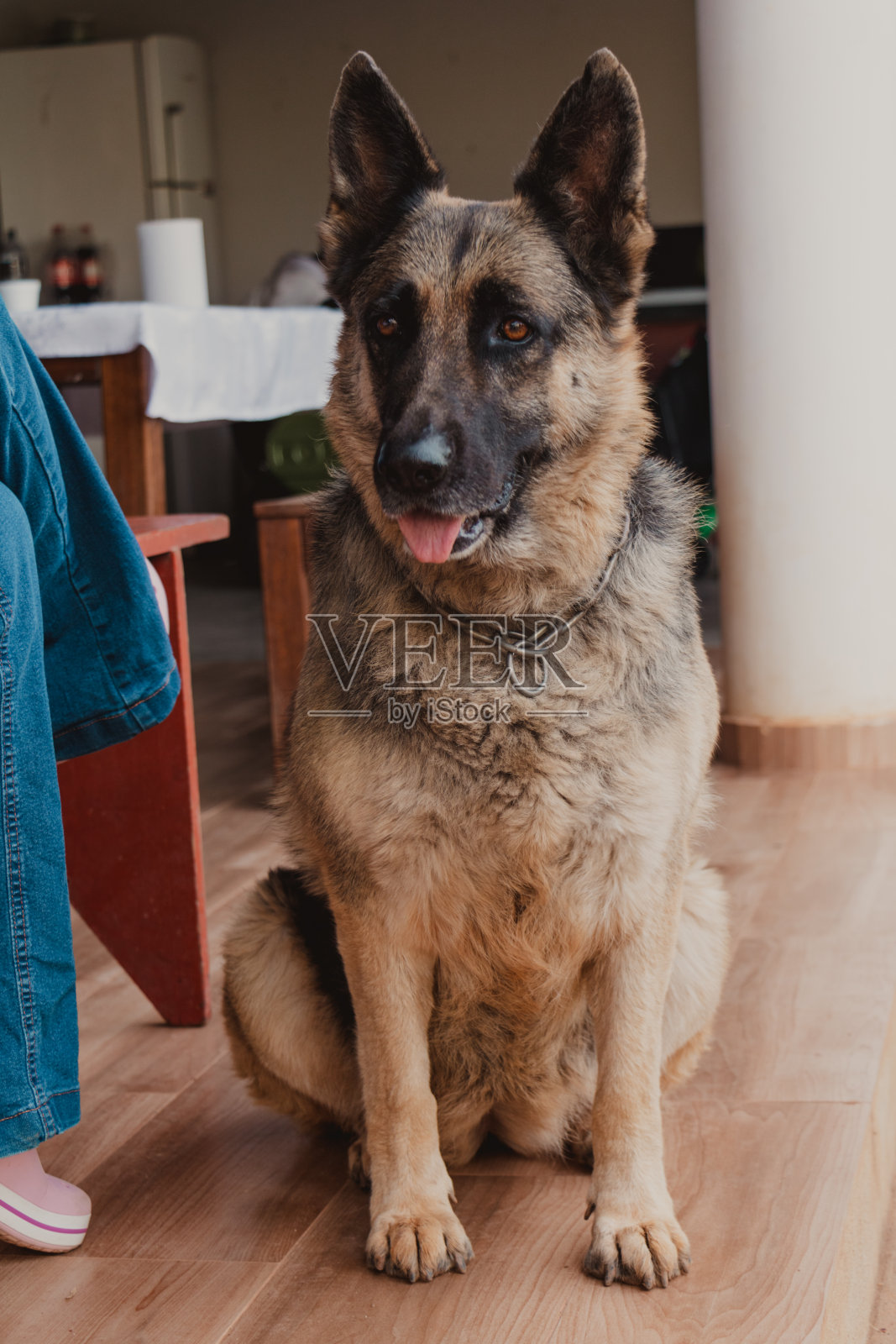 德国牧羊犬坐着的全貌照片摄影图片