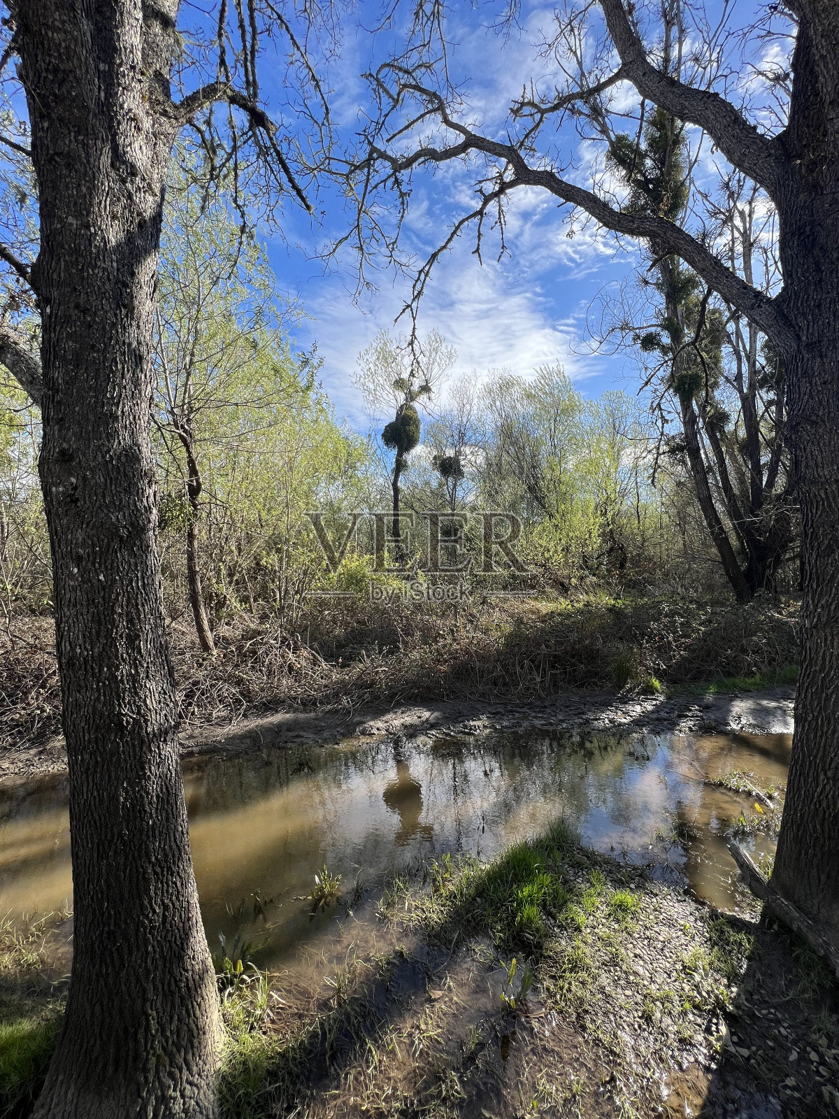 加州索诺玛县的拉格尔牧场地区公园照片摄影图片
