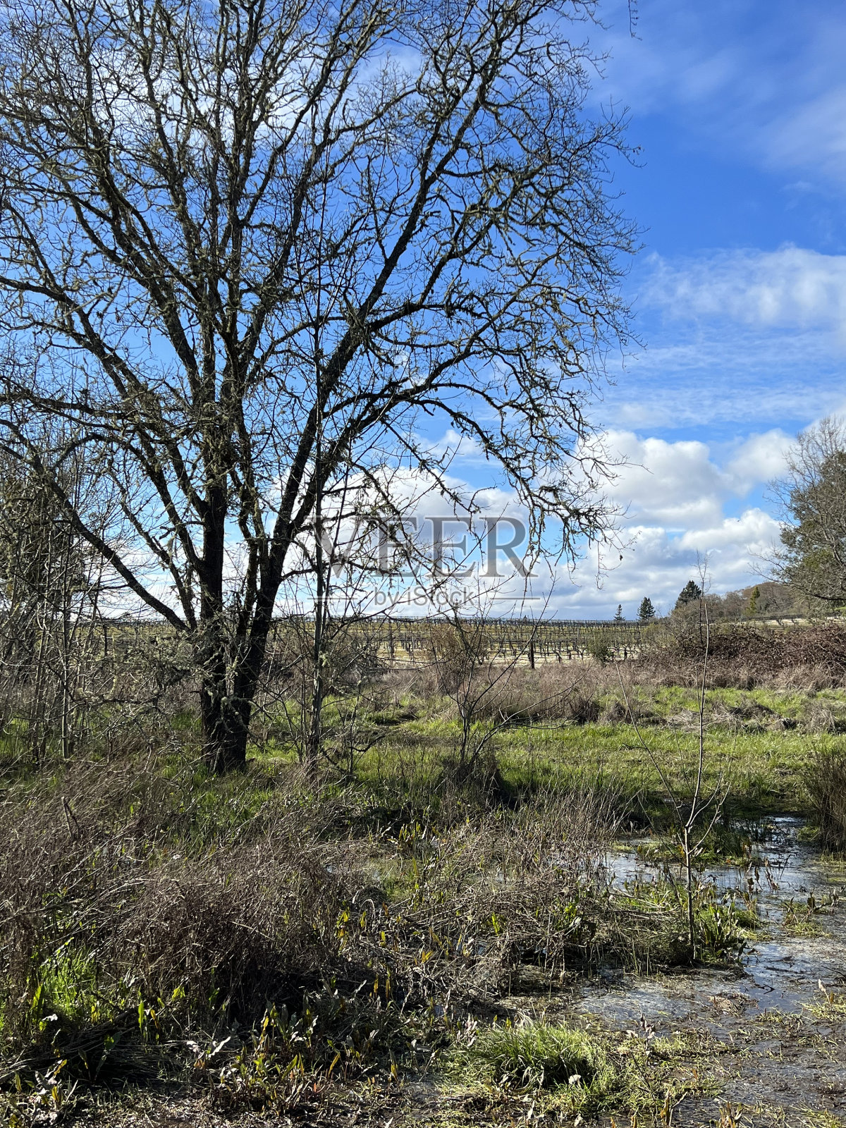 加州索诺玛县的拉格尔牧场地区公园照片摄影图片