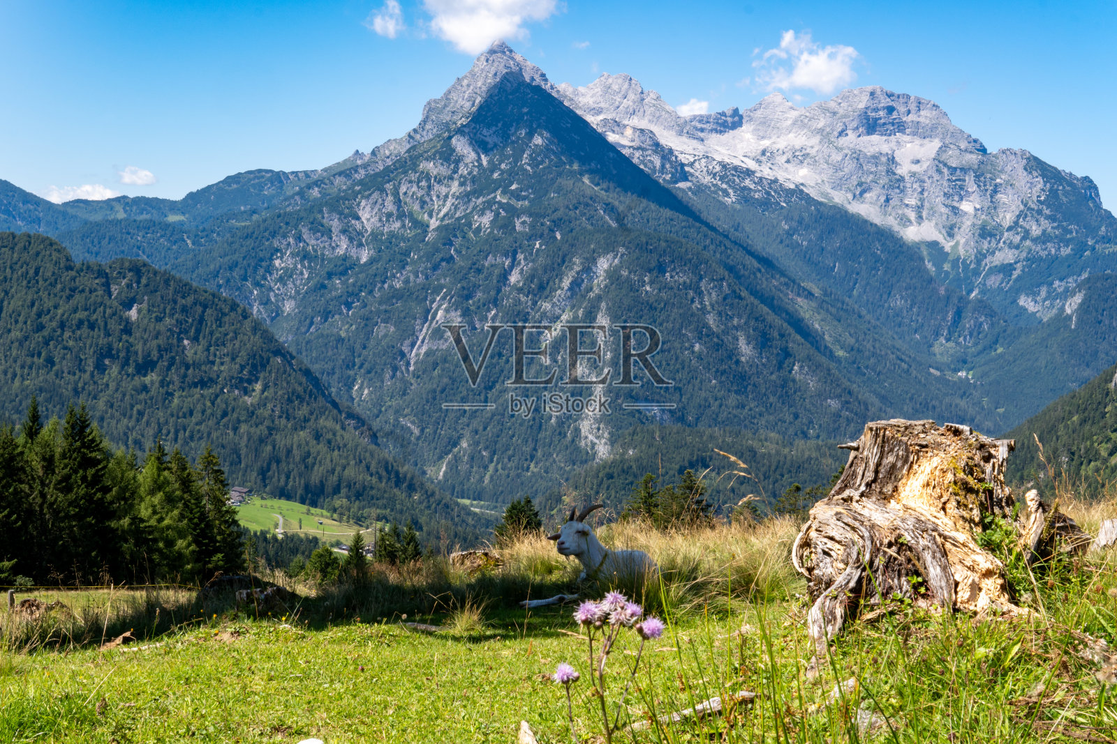 一只山羊躺在东阿尔卑斯山贝希特斯加登和萨尔茨堡萨拉赫塔尔(奥地利萨尔茨堡)之间的雷特阿尔姆山脉(也称雷特阿尔普)前的树荫下照片摄影图片