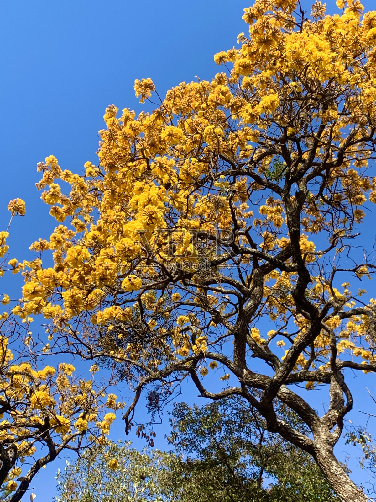 黄色ipe照片摄影图片