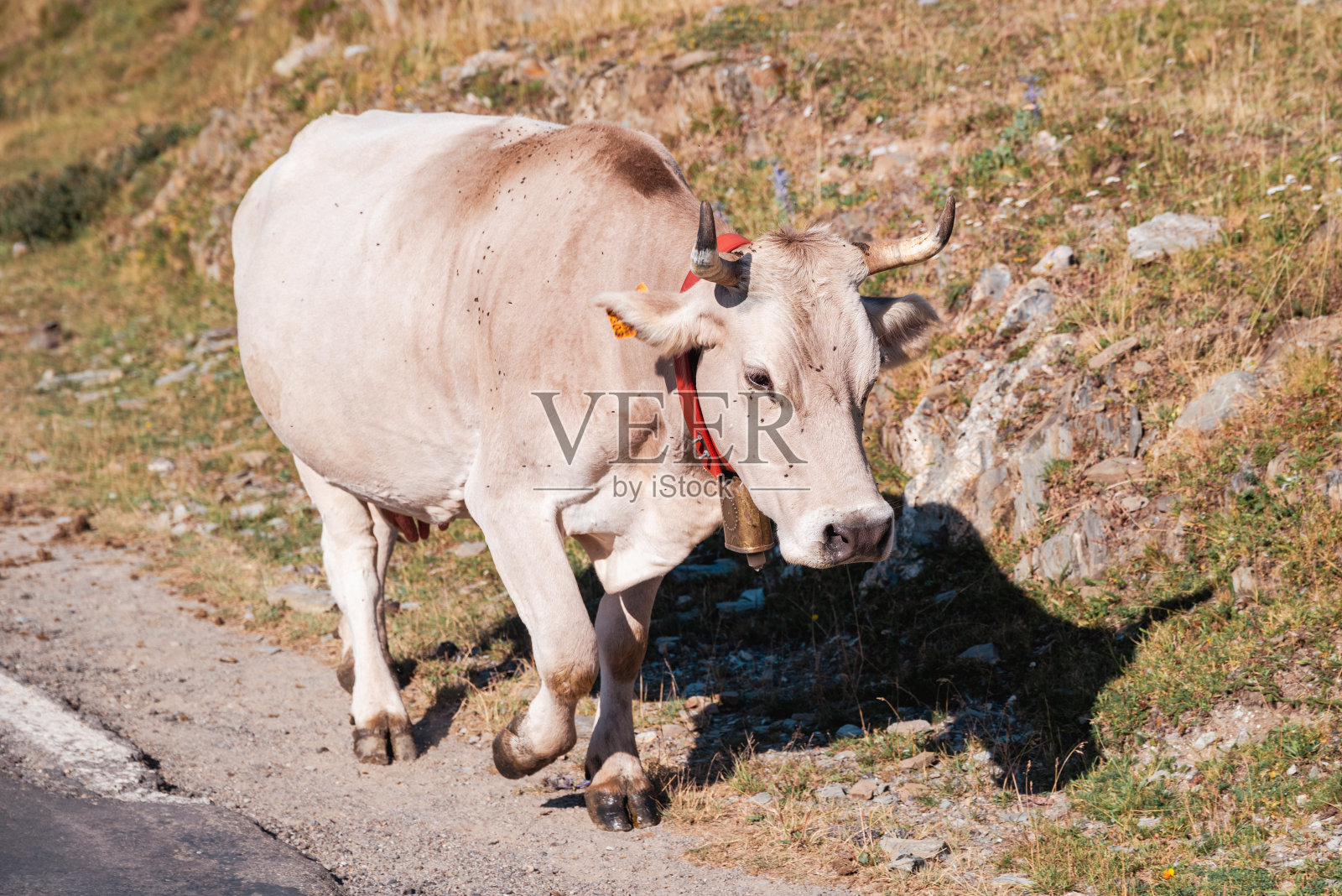 在一个宁静的山谷里，奶牛在茂盛的草地上吃草，在清澈流动的小溪里喝水。四周环绕着起伏的草地和高耸的山脉，这一景色美丽地捕捉到了乡村生活的宁静本质。照片摄影图片