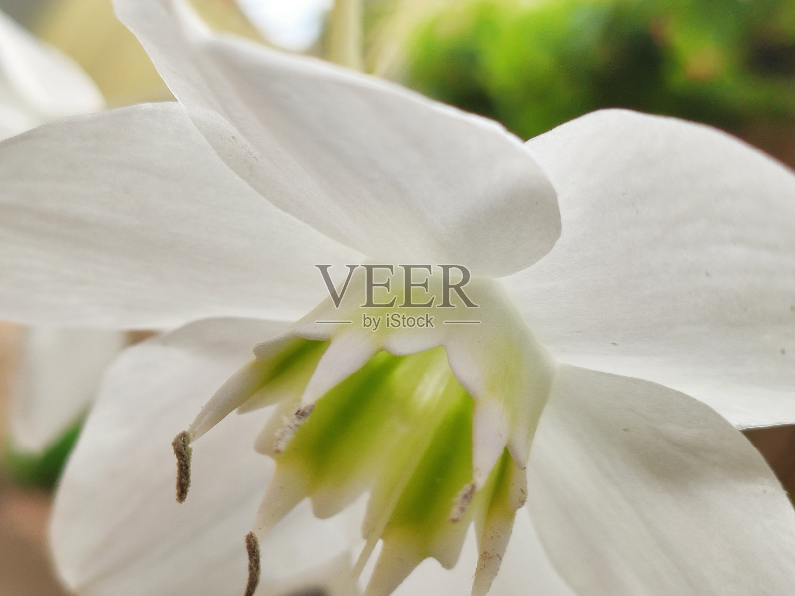 美丽的白色花朵，亚马逊花和Lírio亚马逊花照片摄影图片