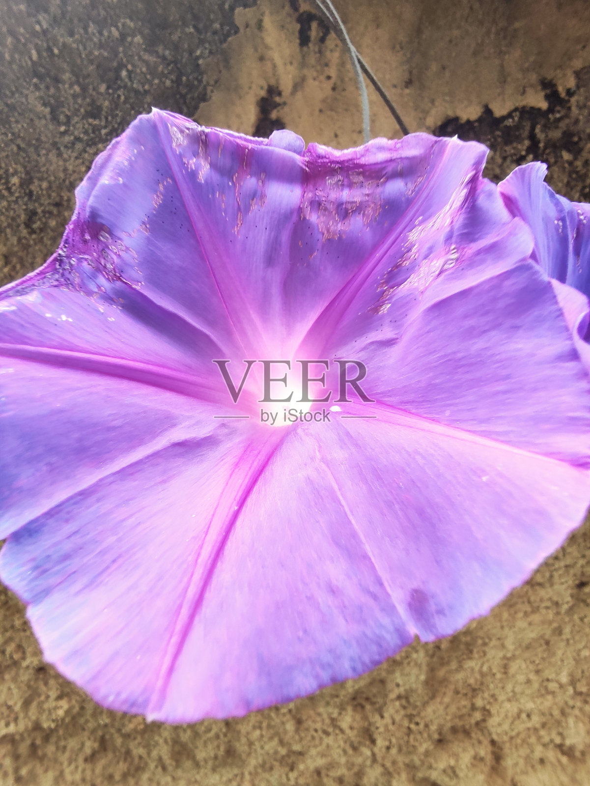 娇嫩的花，叫做紫牡丹照片摄影图片