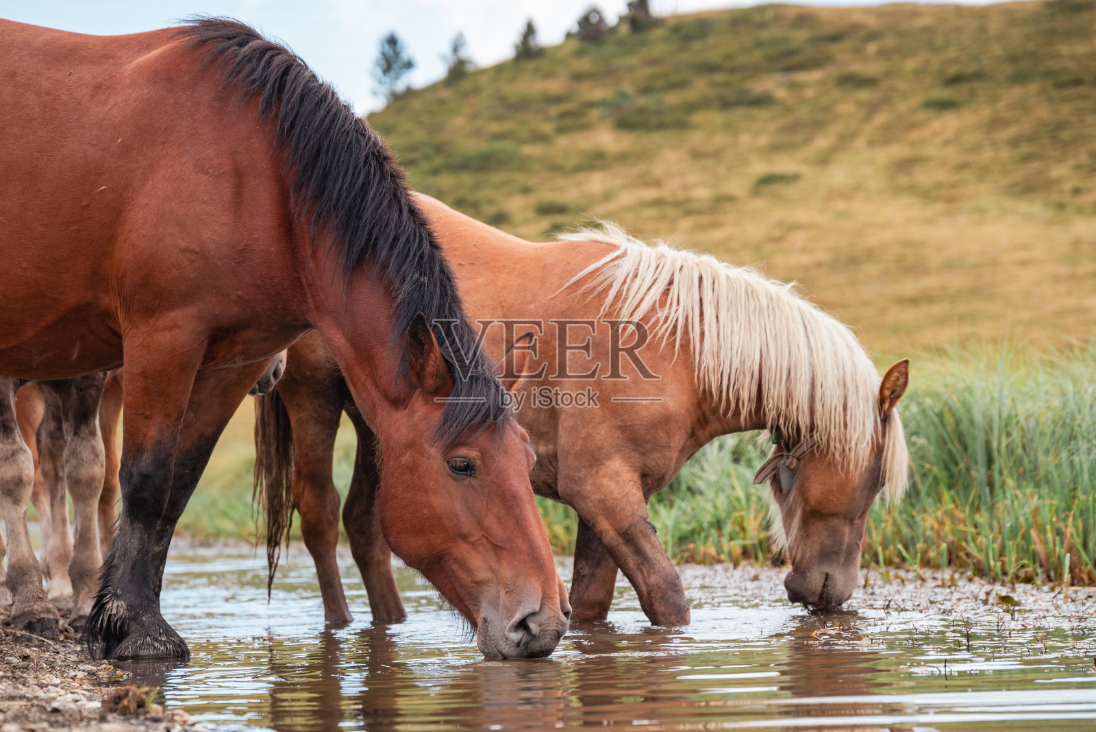 在一个宁静的山谷里，马安静地吃着茂盛的草，喝着清澈的溪水。在高耸的群山和开阔的草地的环绕下，这个场景捕捉到了大自然的宁静和野性之美。照片摄影图片