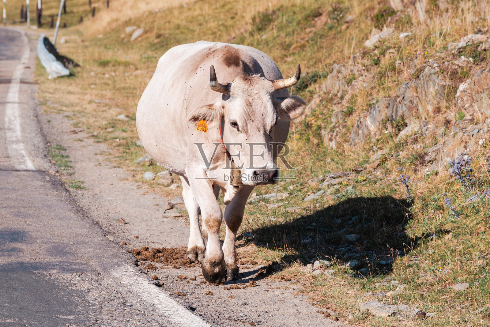 在一个宁静的山谷里，奶牛在茂盛的草地上吃草，在清澈流动的小溪里喝水。四周环绕着起伏的草地和高耸的山脉，这一景色美丽地捕捉到了乡村生活的宁静本质。照片摄影图片
