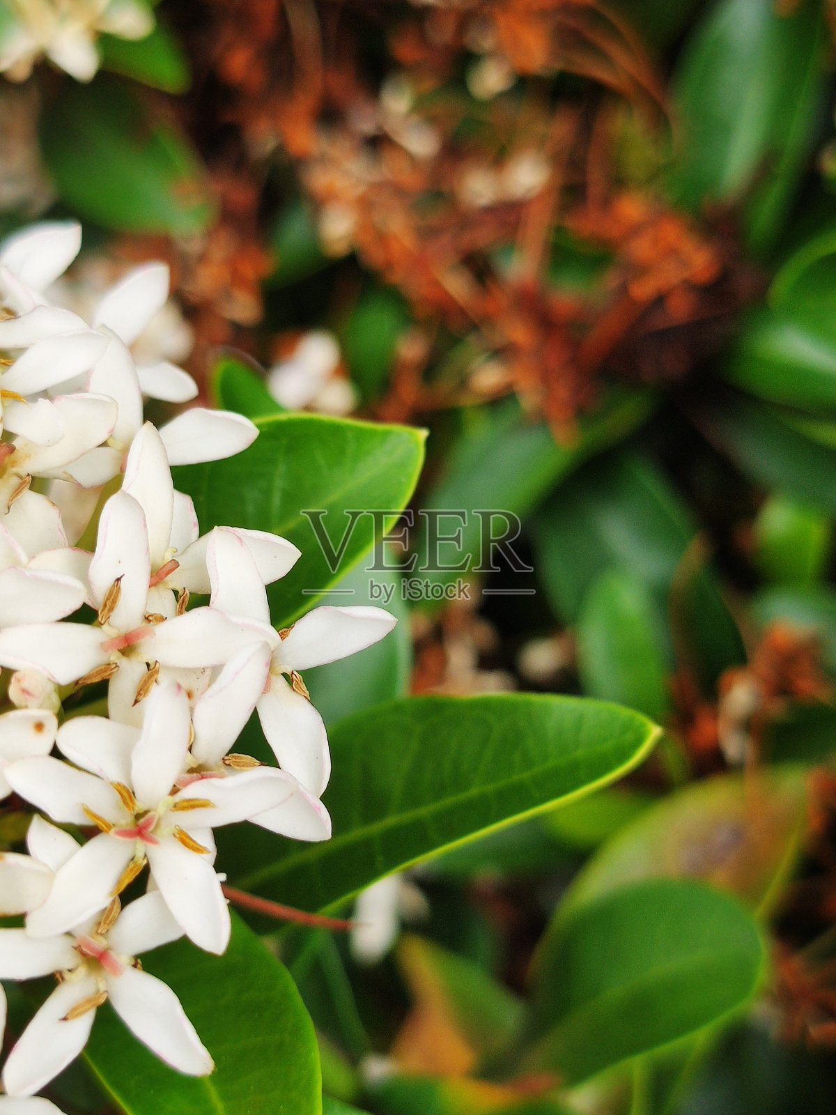 花有强烈的和精致的白色花瓣，Ixora Coccinea和丛林天竺葵照片摄影图片