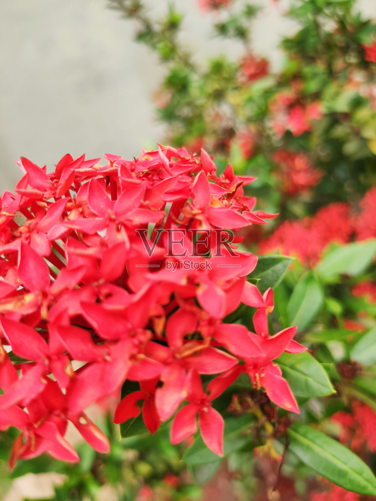 花有强烈的和微妙的红色花瓣，Ixora Coccinea和丛林天竺葵照片摄影图片