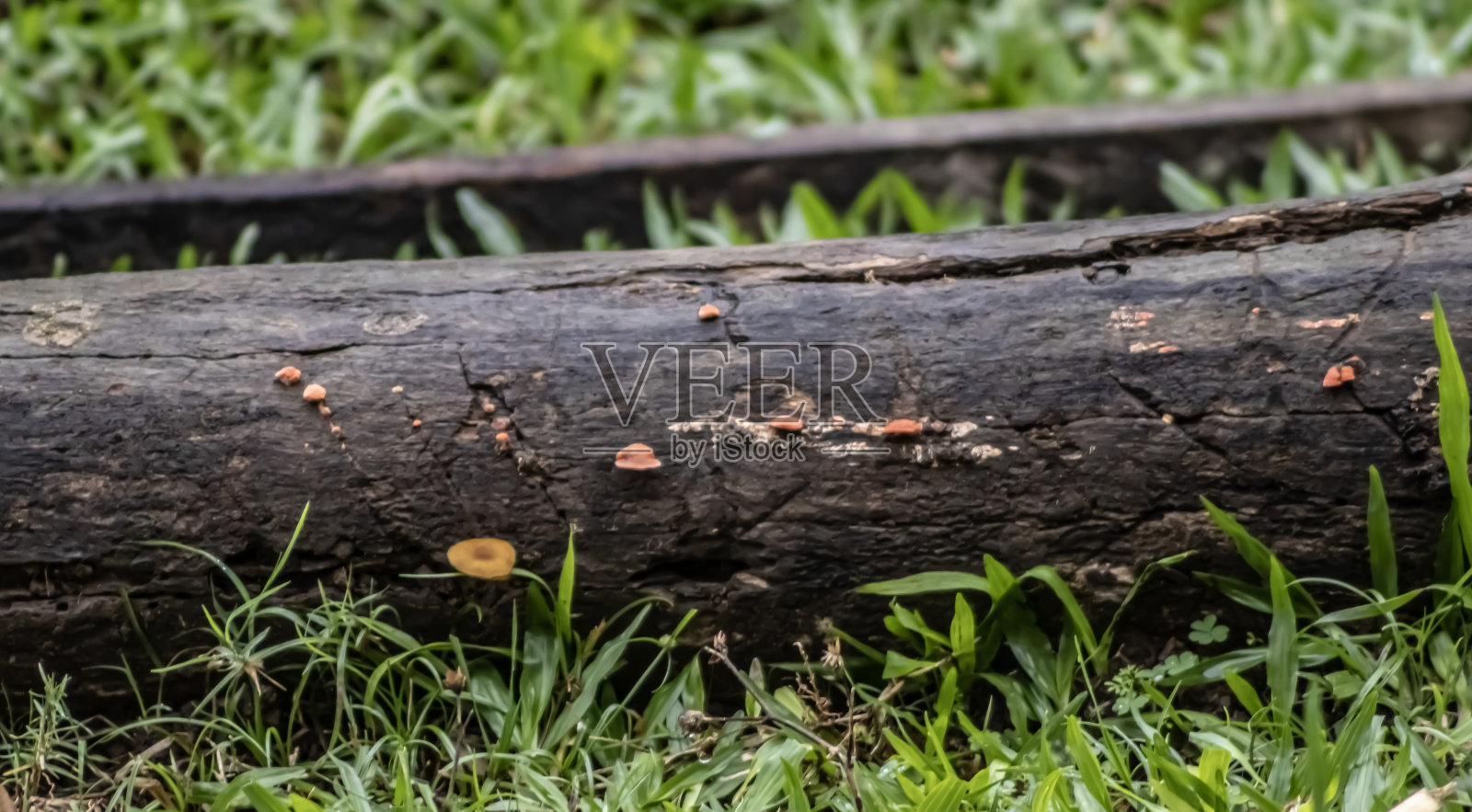 腐木上的真菌照片摄影图片