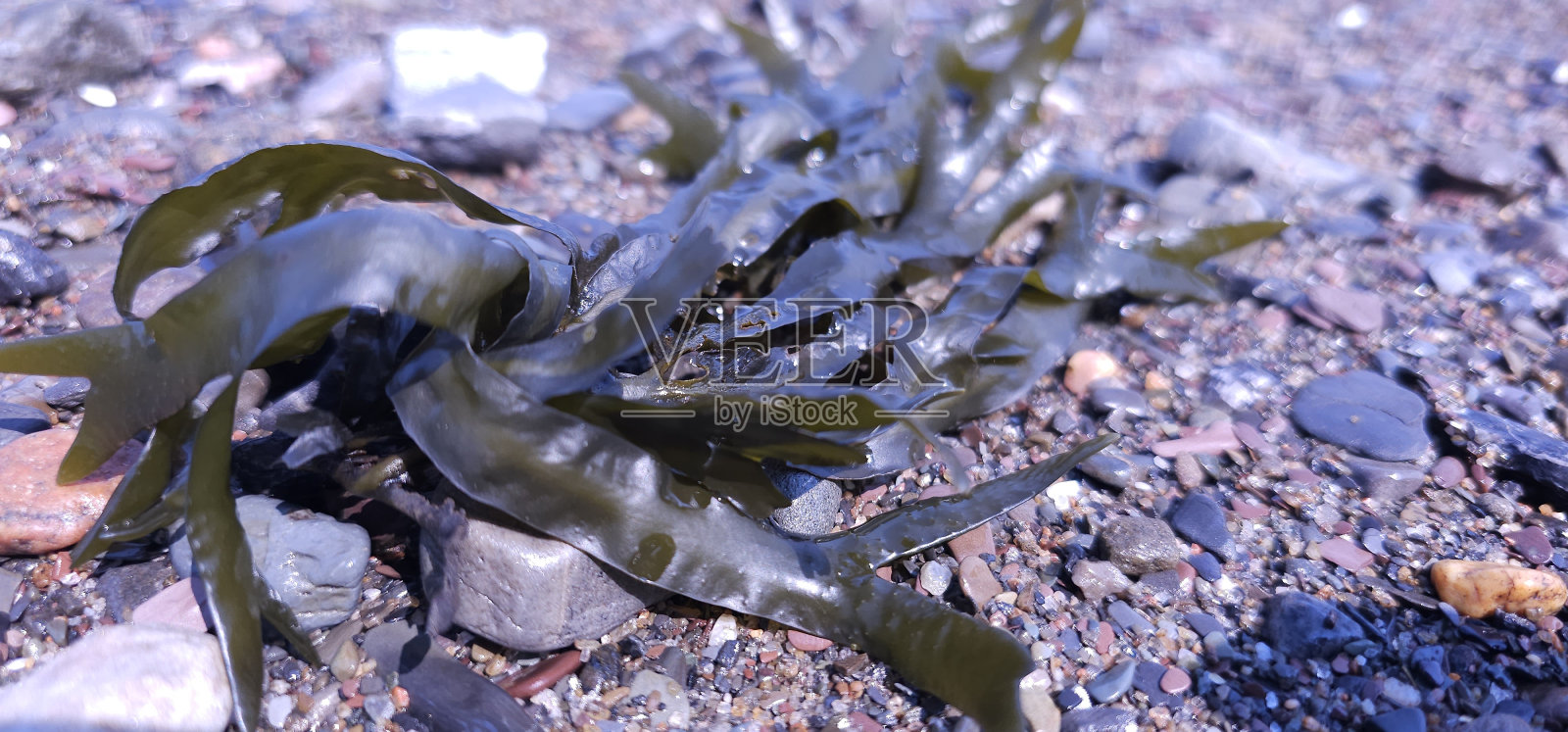 Algue照片摄影图片