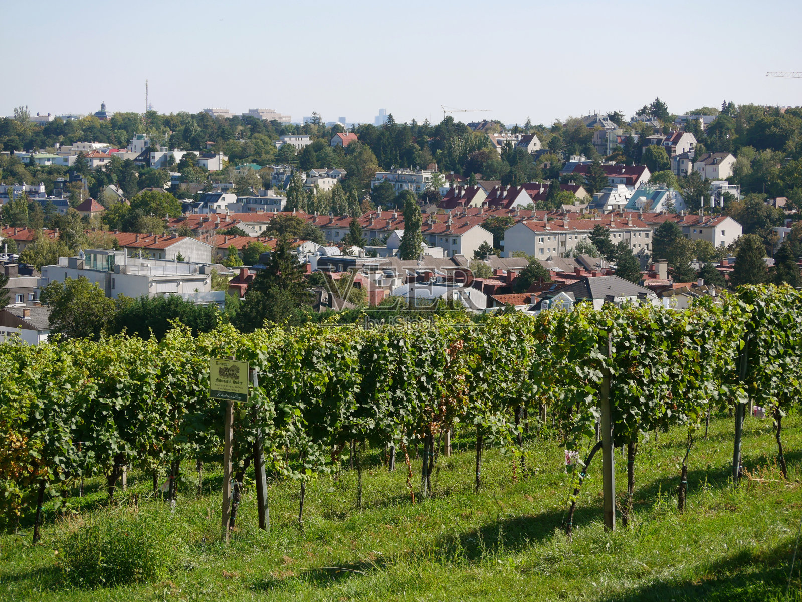 葡萄园排在收获季节对城市维也纳全景的背景下。葡萄种植用于生产葡萄酒的葡萄园位于维也纳的卡伦堡山照片摄影图片