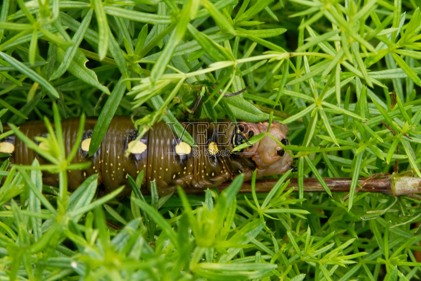 草蛾的毛虫。照片摄影图片