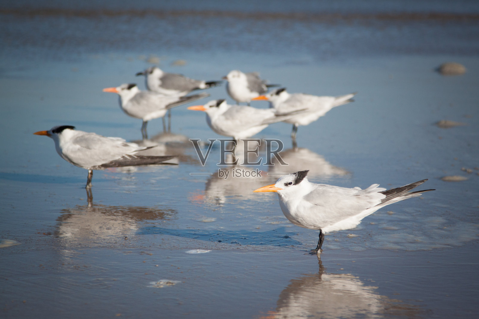 野生动物照片摄影图片