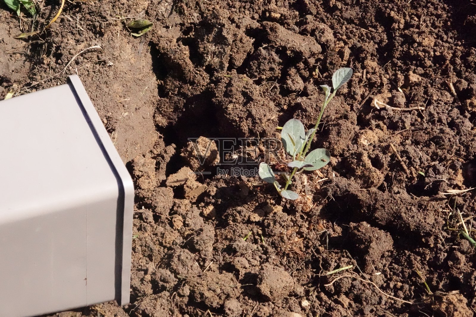 刚移栽到地里或花园里的刺山柑幼苗照片摄影图片