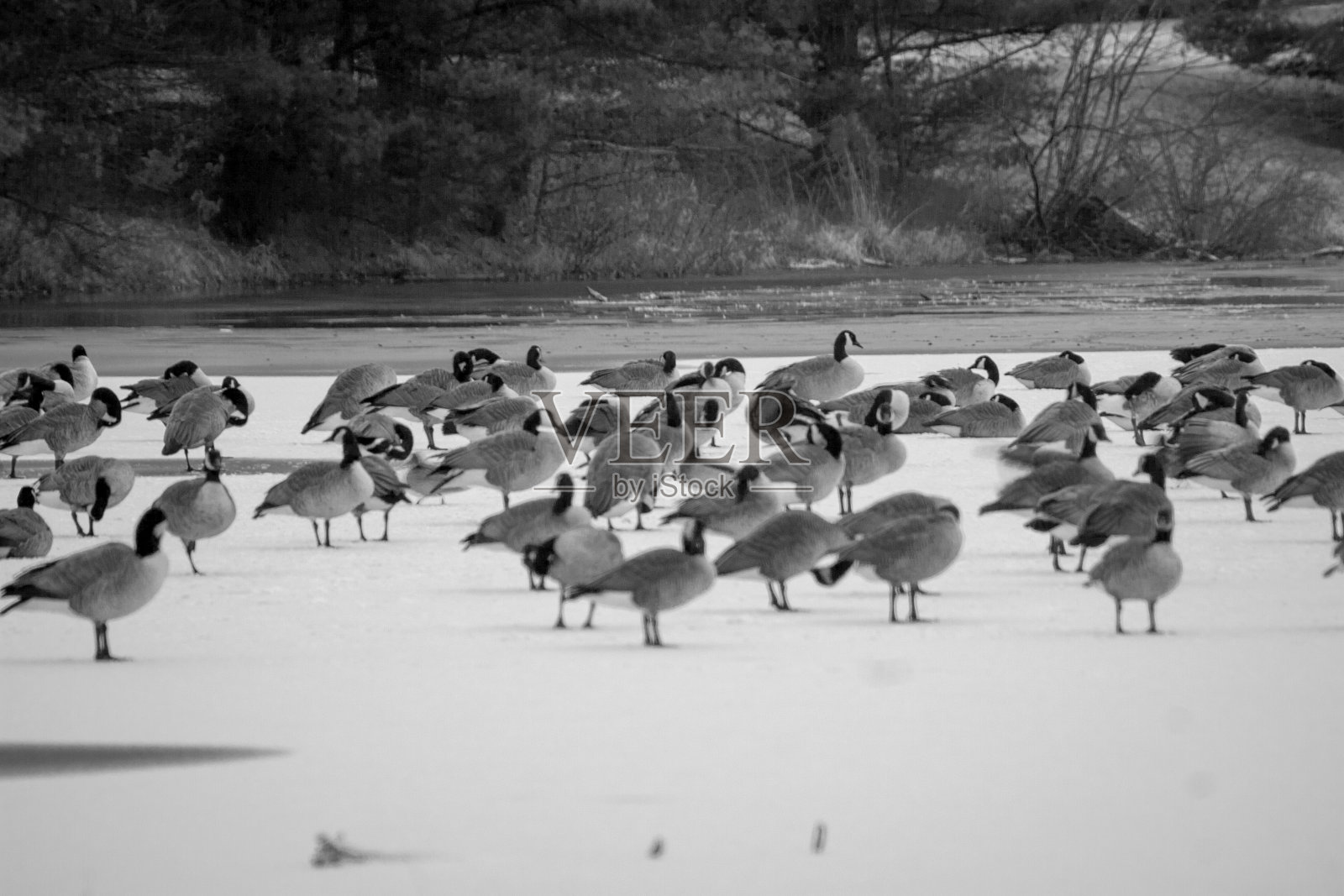 野生动物照片摄影图片