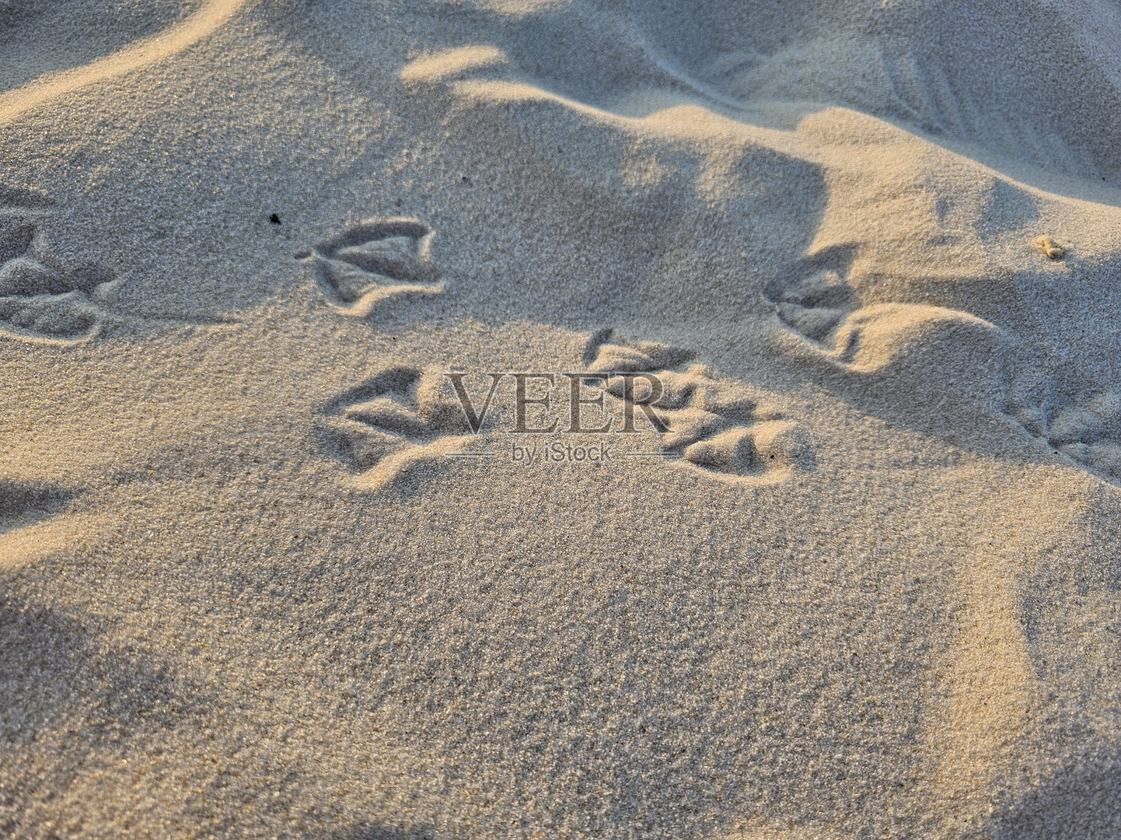 海鸥跟踪照片摄影图片