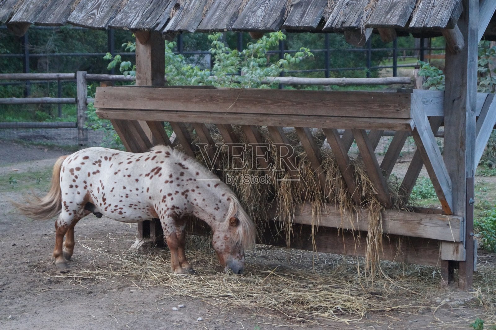 围场里的马照片摄影图片