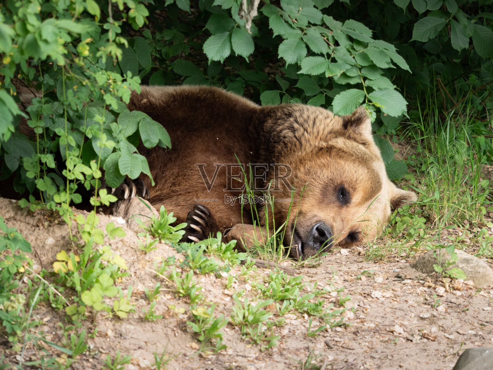 棕熊白天在树下睡觉照片摄影图片
