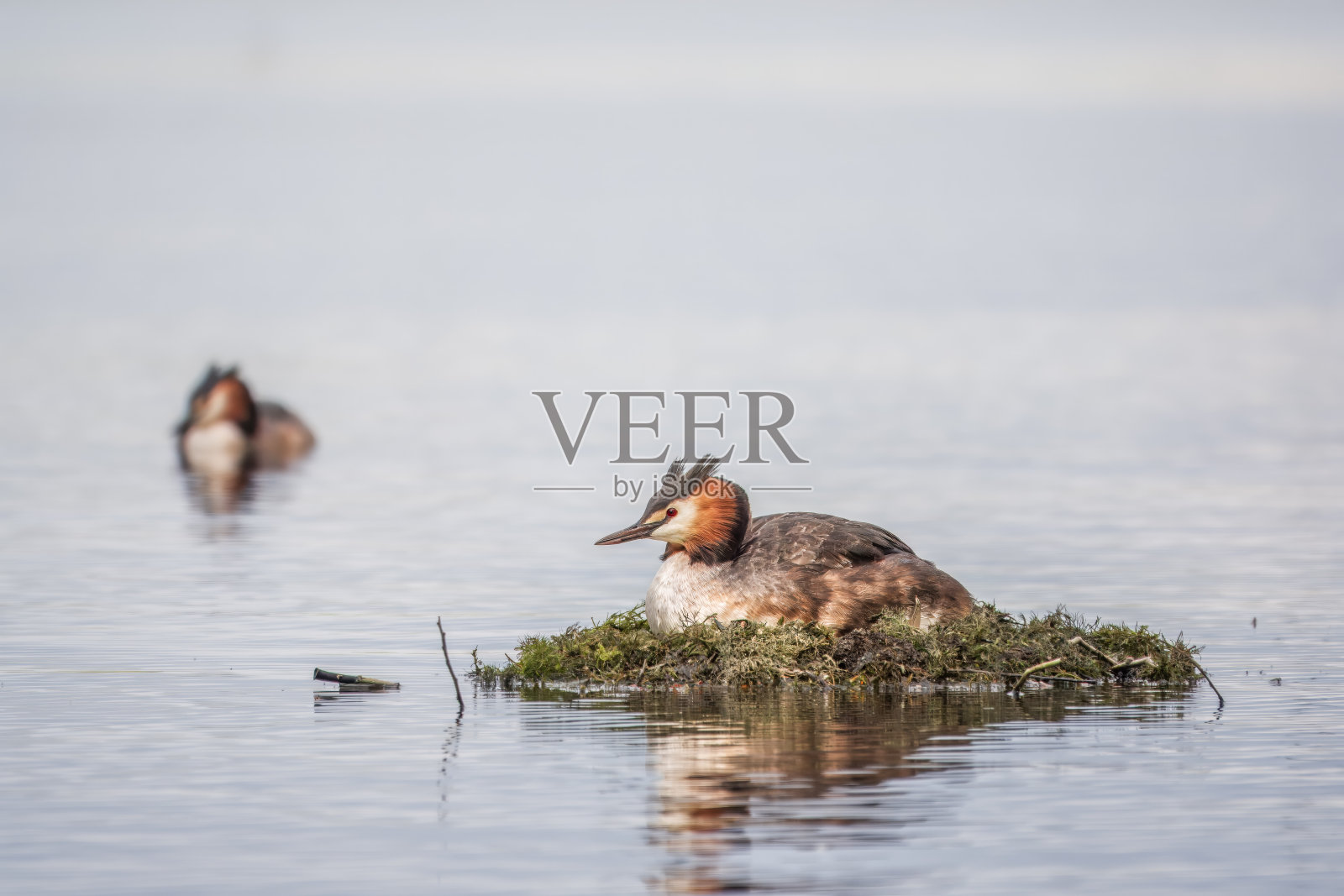 凤头Grebe, Podiceps cristatus，水鸟坐在巢上，筑巢时间在翠绿的湖面上照片摄影图片