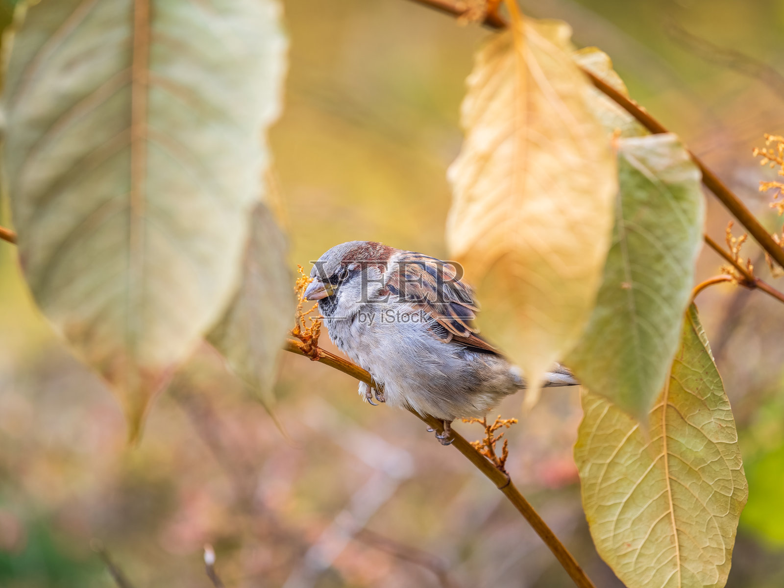 秋天，一只麻雀栖息在绿色的树枝上。秋天或夏天在树枝上嬉戏的麻雀照片摄影图片