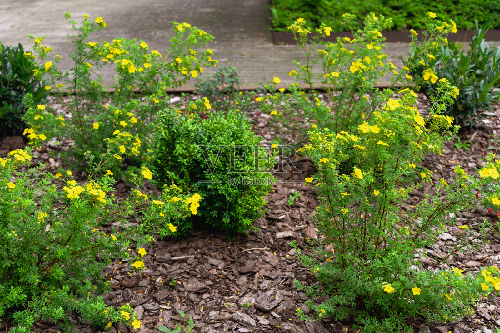 花坛里长着一丛开着黄花的灌木照片摄影图片