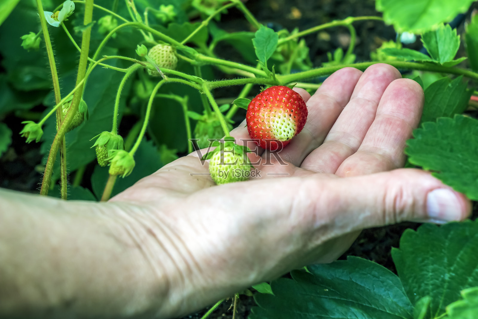 一个女人手里正在长草莓的红莓照片摄影图片