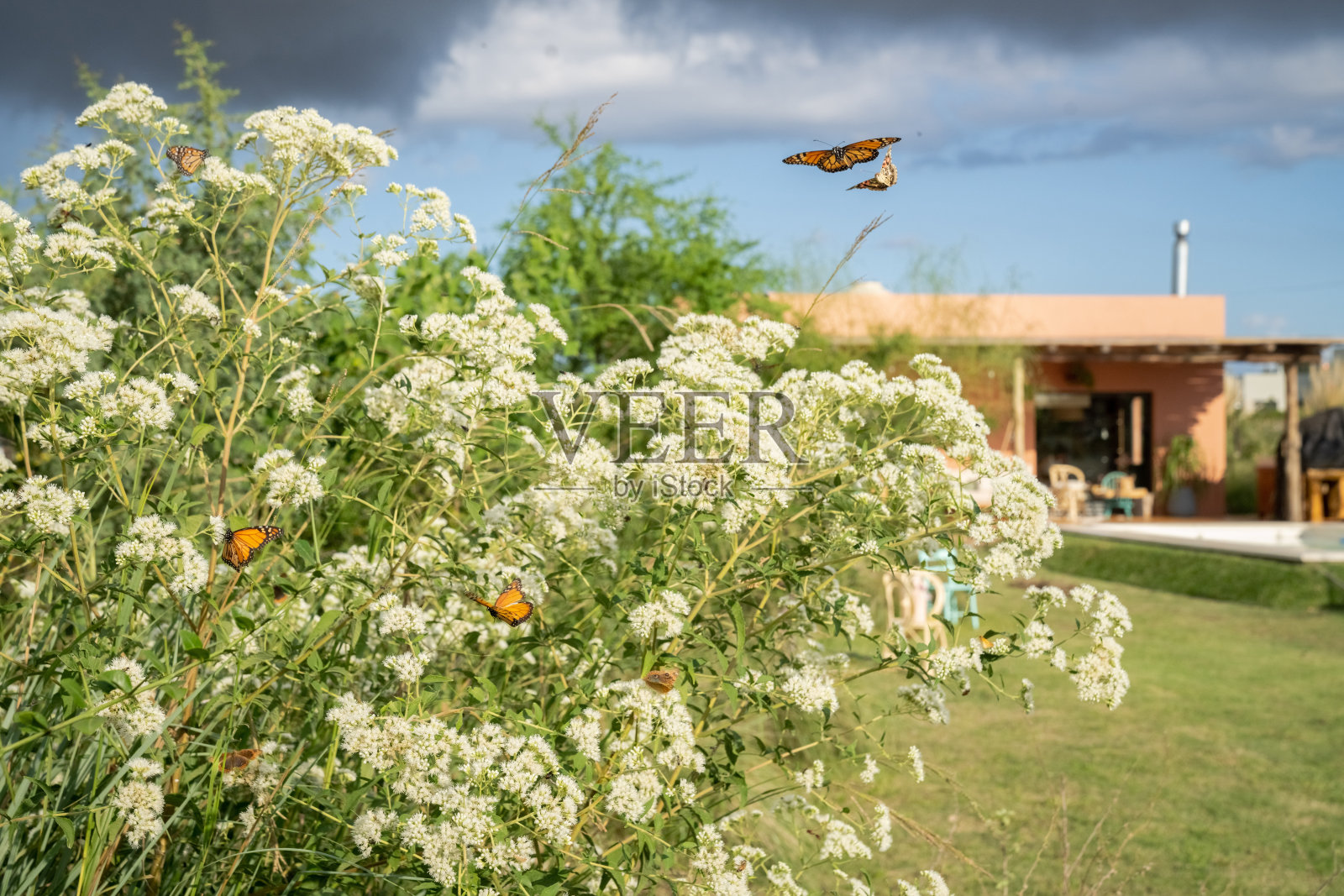 南方君主，金色的紫紫泽兰，伊格纳西奥·科雷亚，拉普拉塔，布宜诺斯艾利斯，阿根廷。照片摄影图片