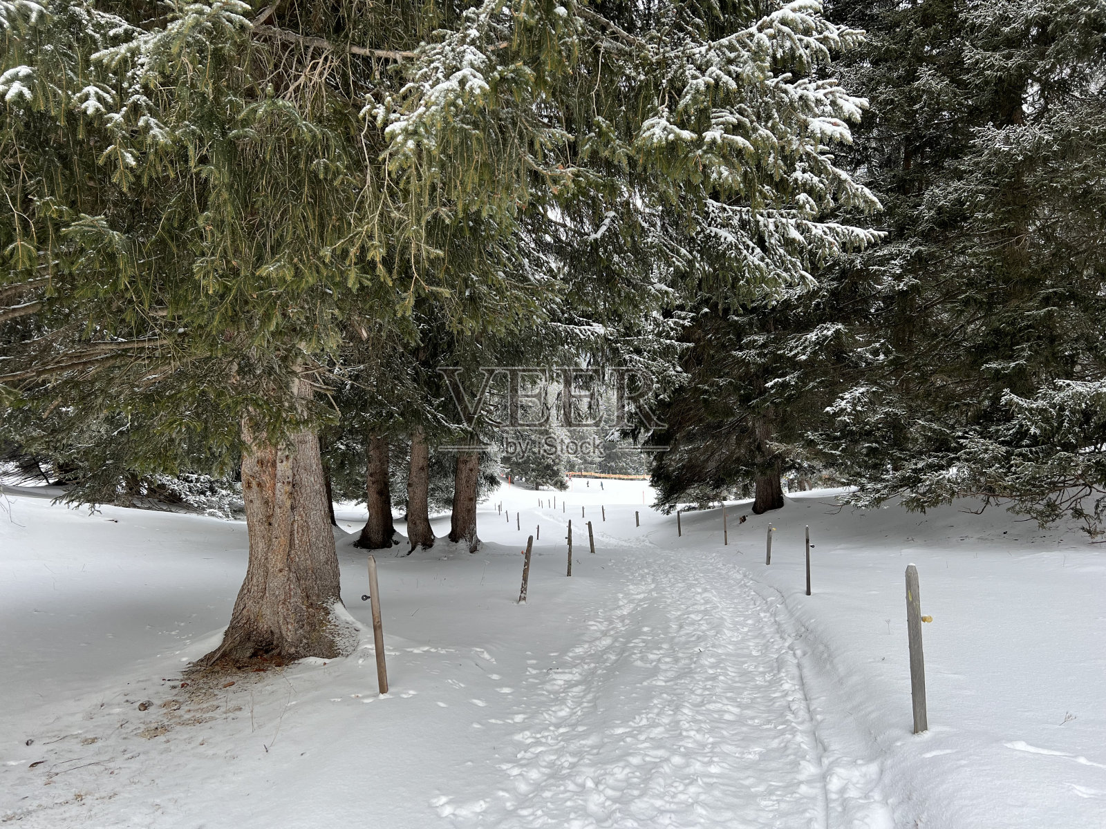 瑞士格里松州，瓦尔贝拉和伦泽海德旅游胜地的冬季雪后，典型的冬季环境中的高山森林小径。照片摄影图片