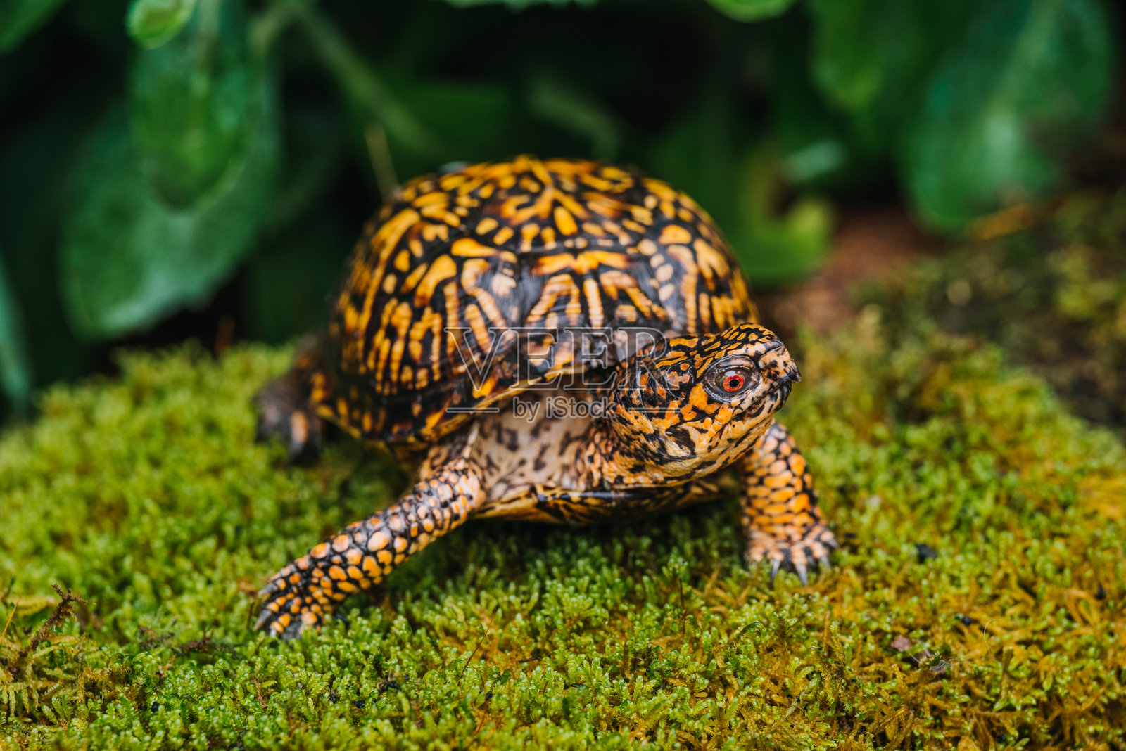 印第安那东部箱龟照片摄影图片