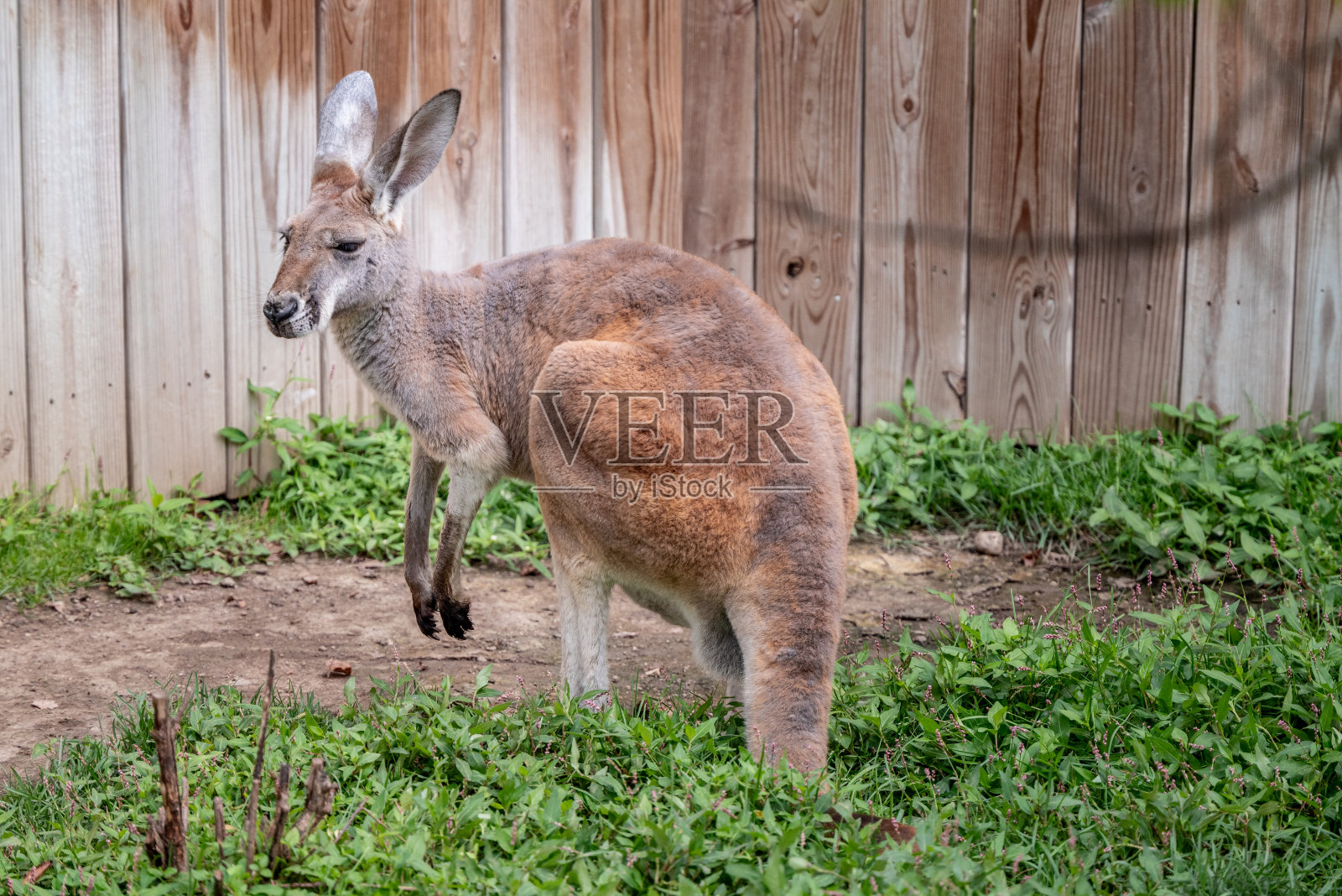 印第安纳波利斯动物园的红袋鼠照片摄影图片