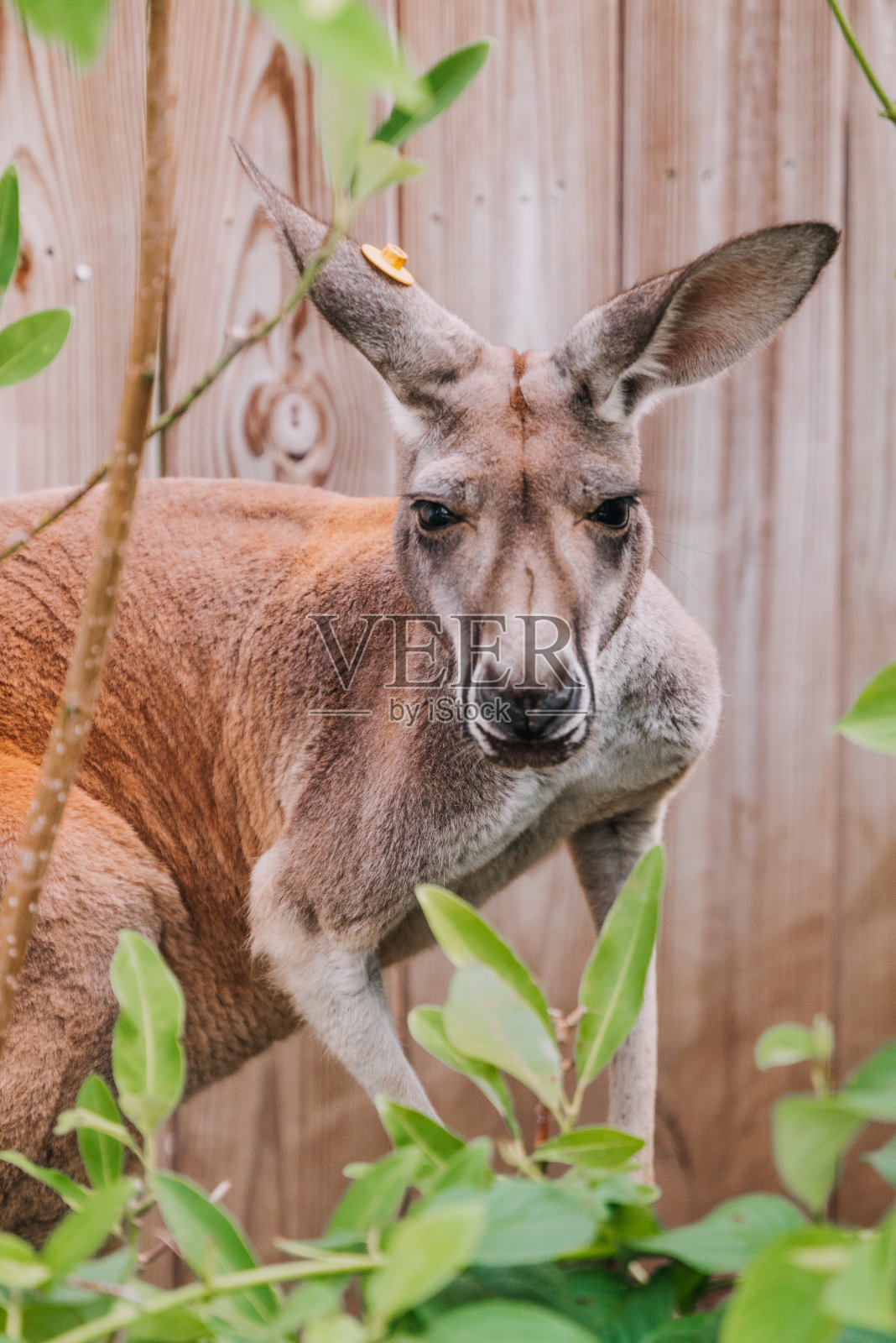 印第安纳波利斯动物园的红袋鼠照片摄影图片