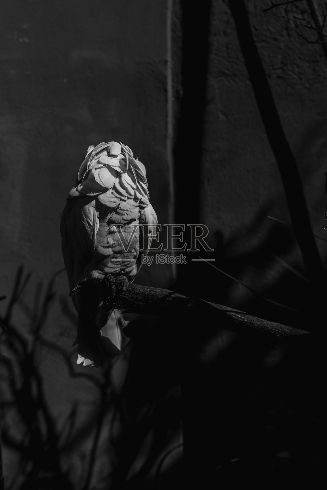 白凤头鹦鹉，伞凤头鹦鹉，站在特内里费岛照片摄影图片