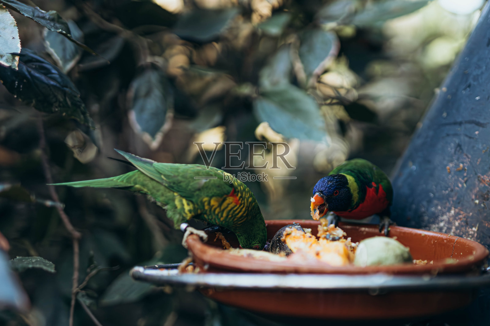 红鹦鹉坐在树上吃鹦鹉照片摄影图片