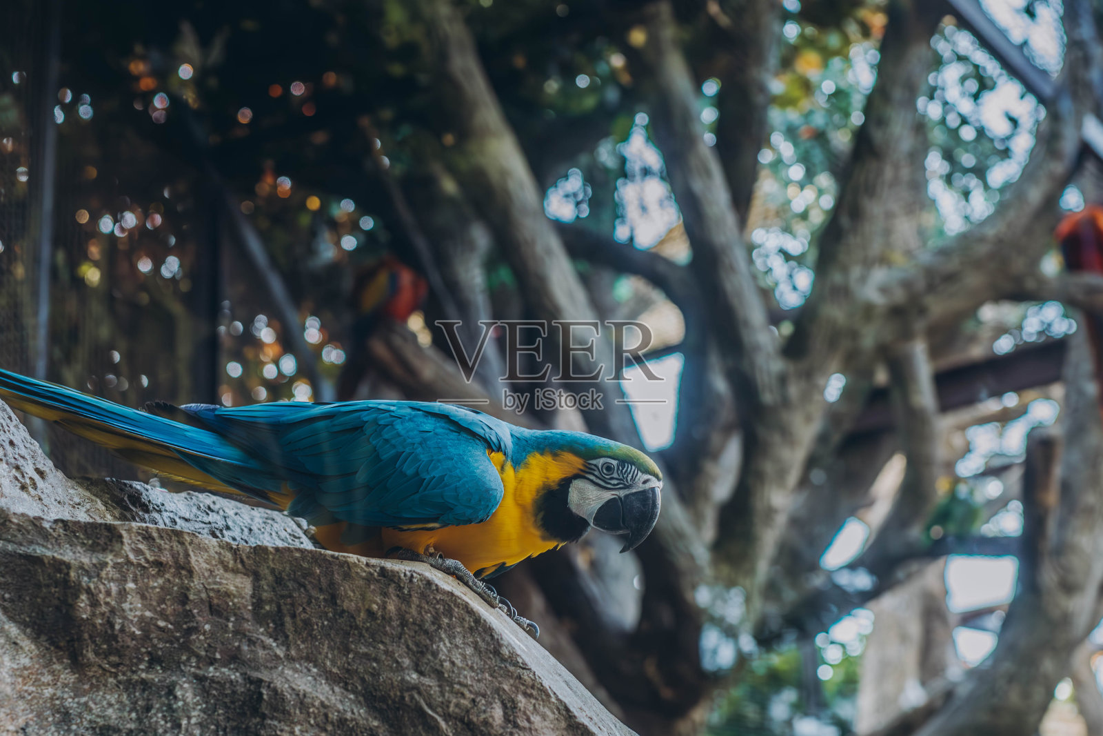 蓝金色金刚鹦鹉。热带和外来鸟类。特内里费岛动物园里的鹦鹉照片摄影图片