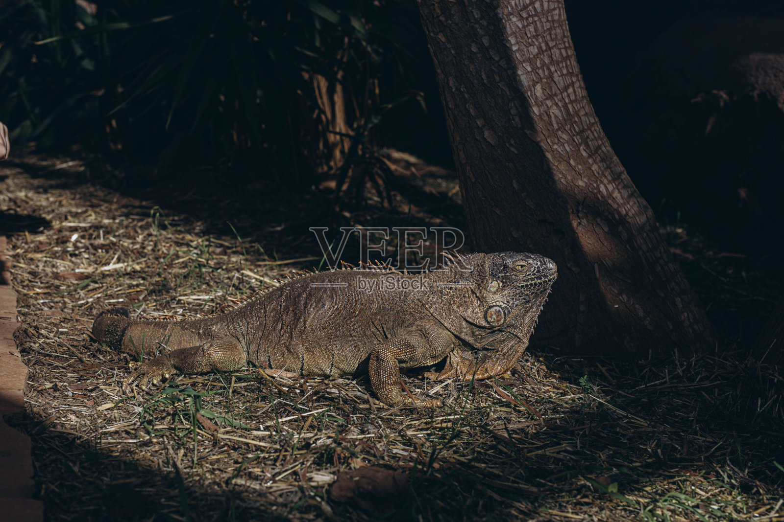 加拉帕戈斯陆地鬣蜥-特内里费岛的黄色陆地鬣蜥。雄性陆地鬣蜥近照照片摄影图片