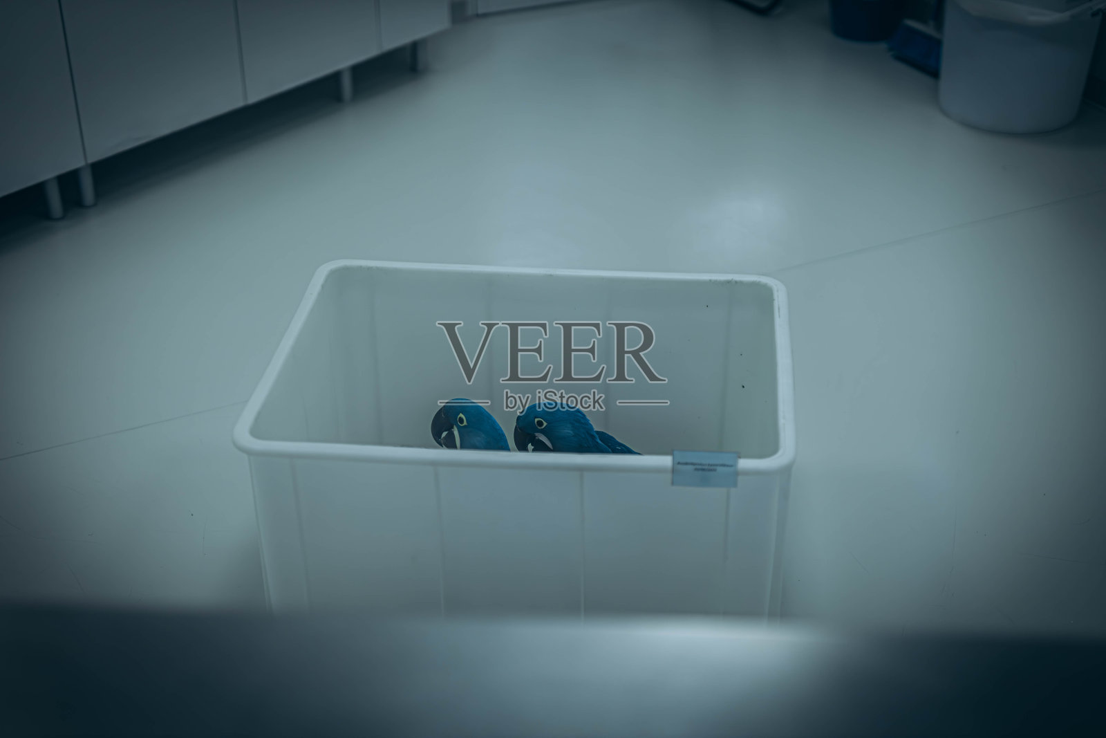 特内里费动物园兽医诊所的动物孵化器，用于新生儿护理和野生动物保护照片摄影图片