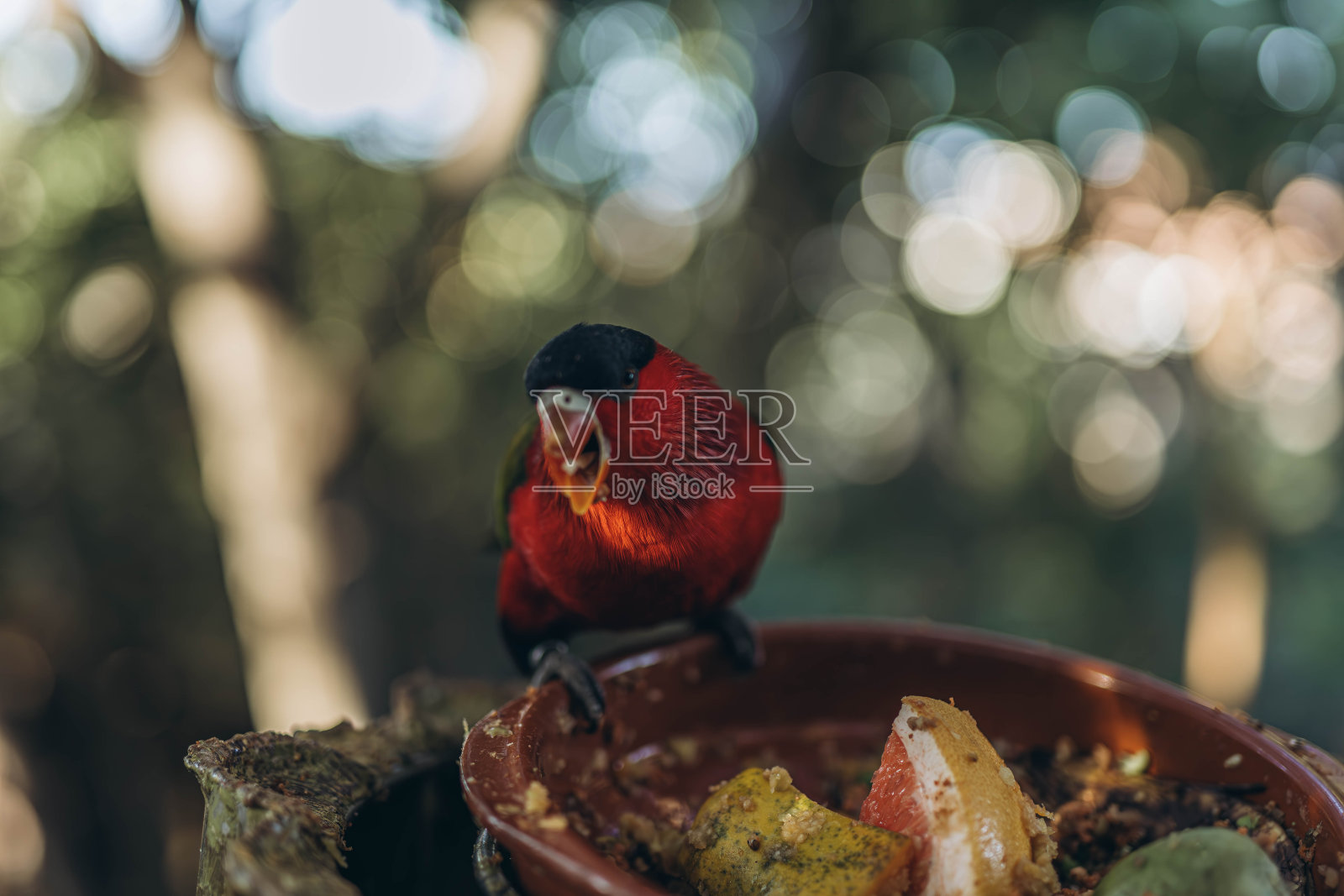 红鹦鹉坐在树上吃鹦鹉照片摄影图片