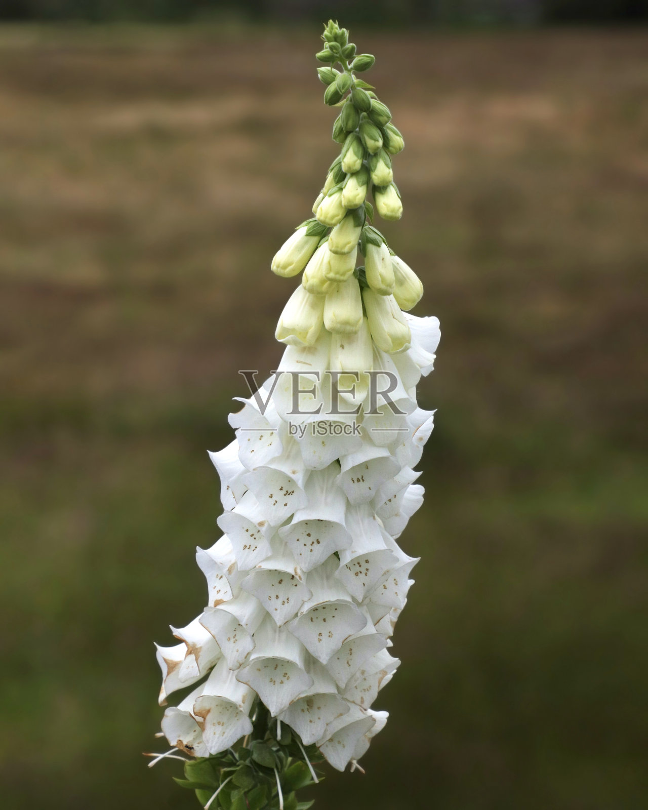 一束白色毛地黄(洋地黄)的特写照片摄影图片