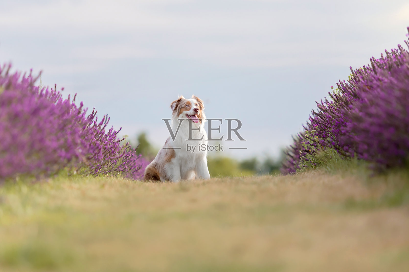 日落时分，一只澳大利亚牧羊犬坐在薰衣草地里照片摄影图片