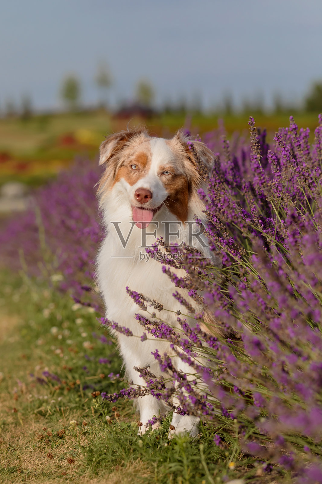 日落时分，一只澳大利亚牧羊犬坐在薰衣草地里照片摄影图片