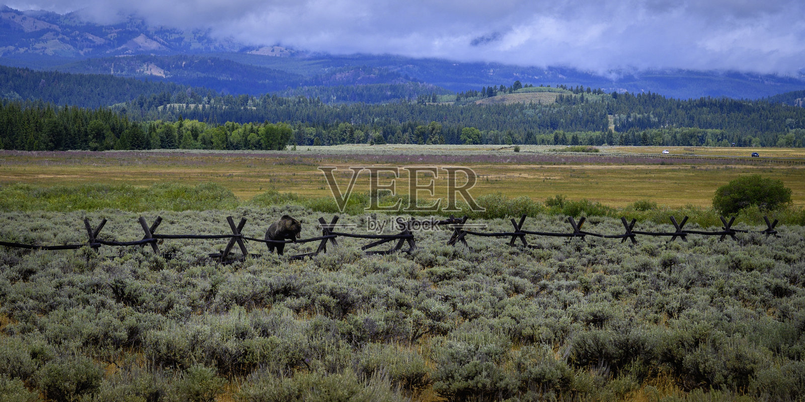 大灰熊跳过驼鹿牧场的木栅栏照片摄影图片