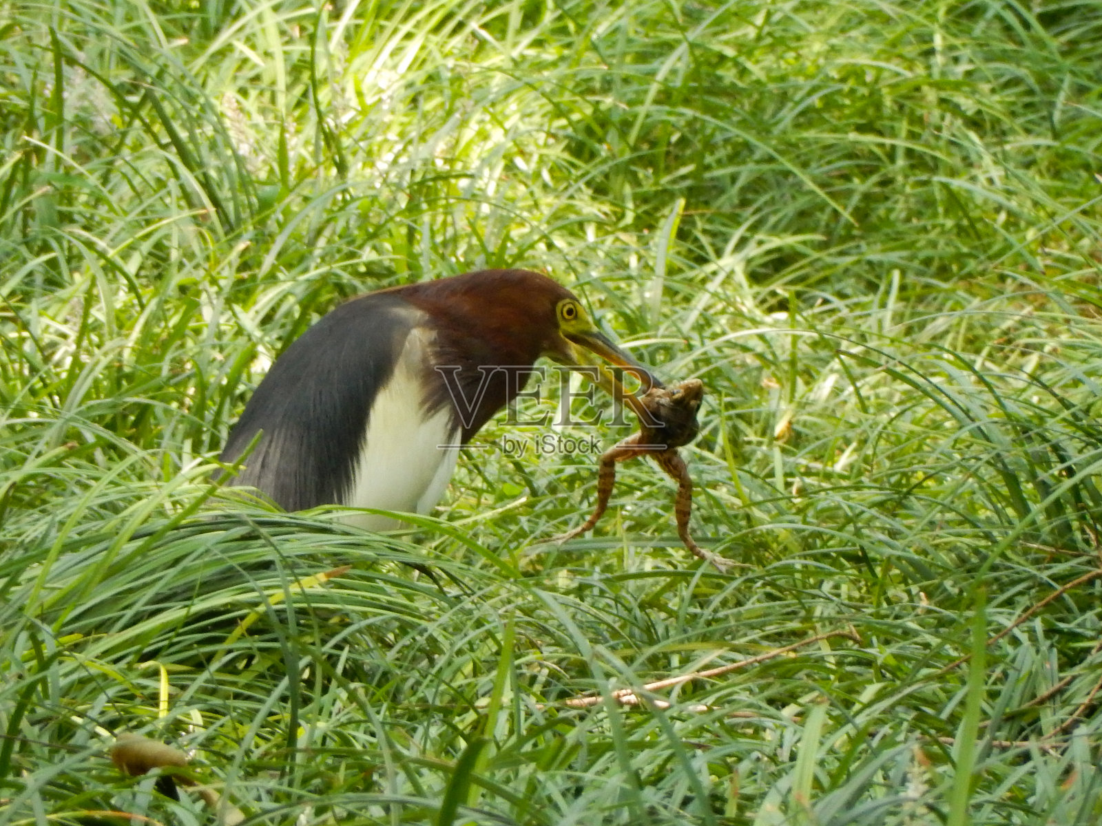 中国塘鹭(Ardeola Bacchus)照片摄影图片