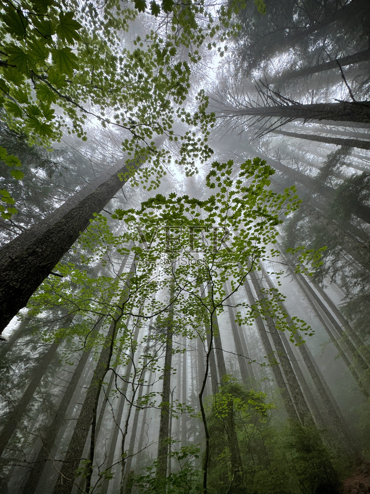迷雾森林照片摄影图片